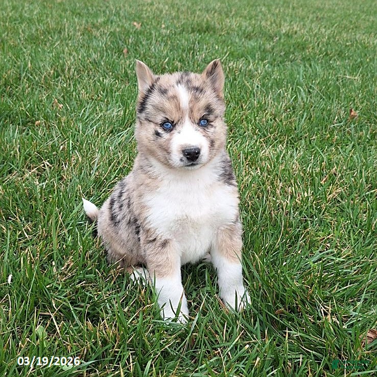 Gerberian Shepsky dogs Sabrina - Ad 1