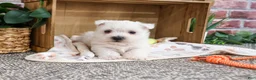 West Highland Terrier dogs for sale: Eric - Ad 3