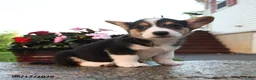 Welsh Corgi Pembroke dogs for sale: Renegade - Ad 3