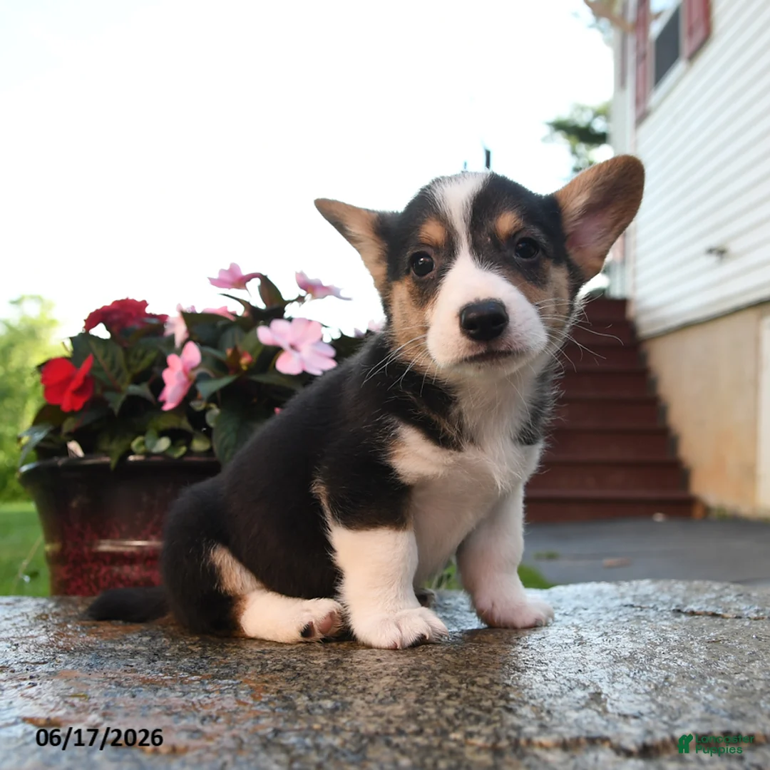 Welsh Corgi Pembroke dogs for sale: Renegade - Ad 3