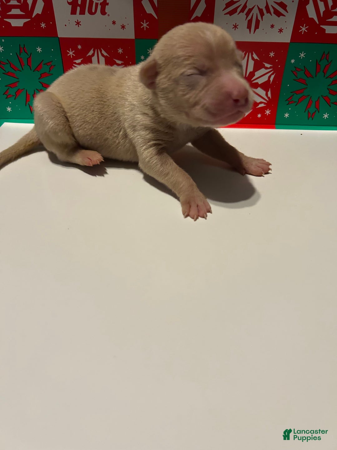 American Bully dogs for sale: American Bully Puppy 6 - Ad 3