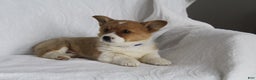 Welsh Corgi Pembroke dogs for sale: Teddy - Ad 2