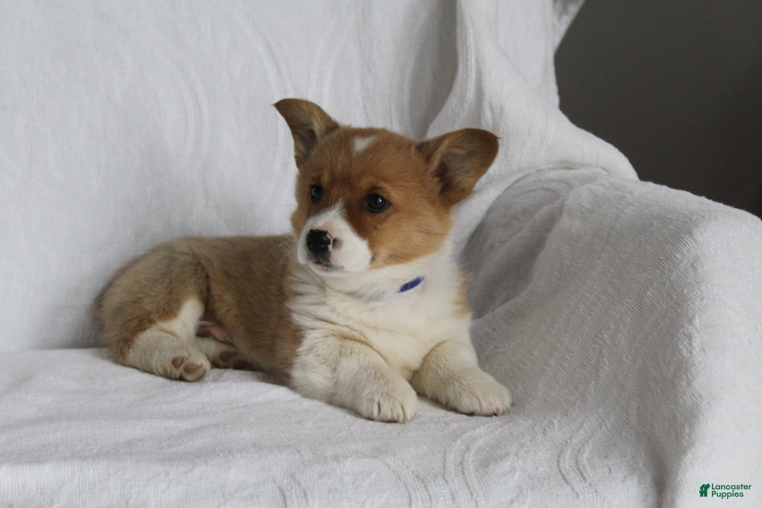 Welsh Corgi Pembroke dogs for sale: Teddy - Ad 2