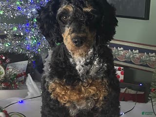 Miniature Poodle dogs Wolfie - Ad 1