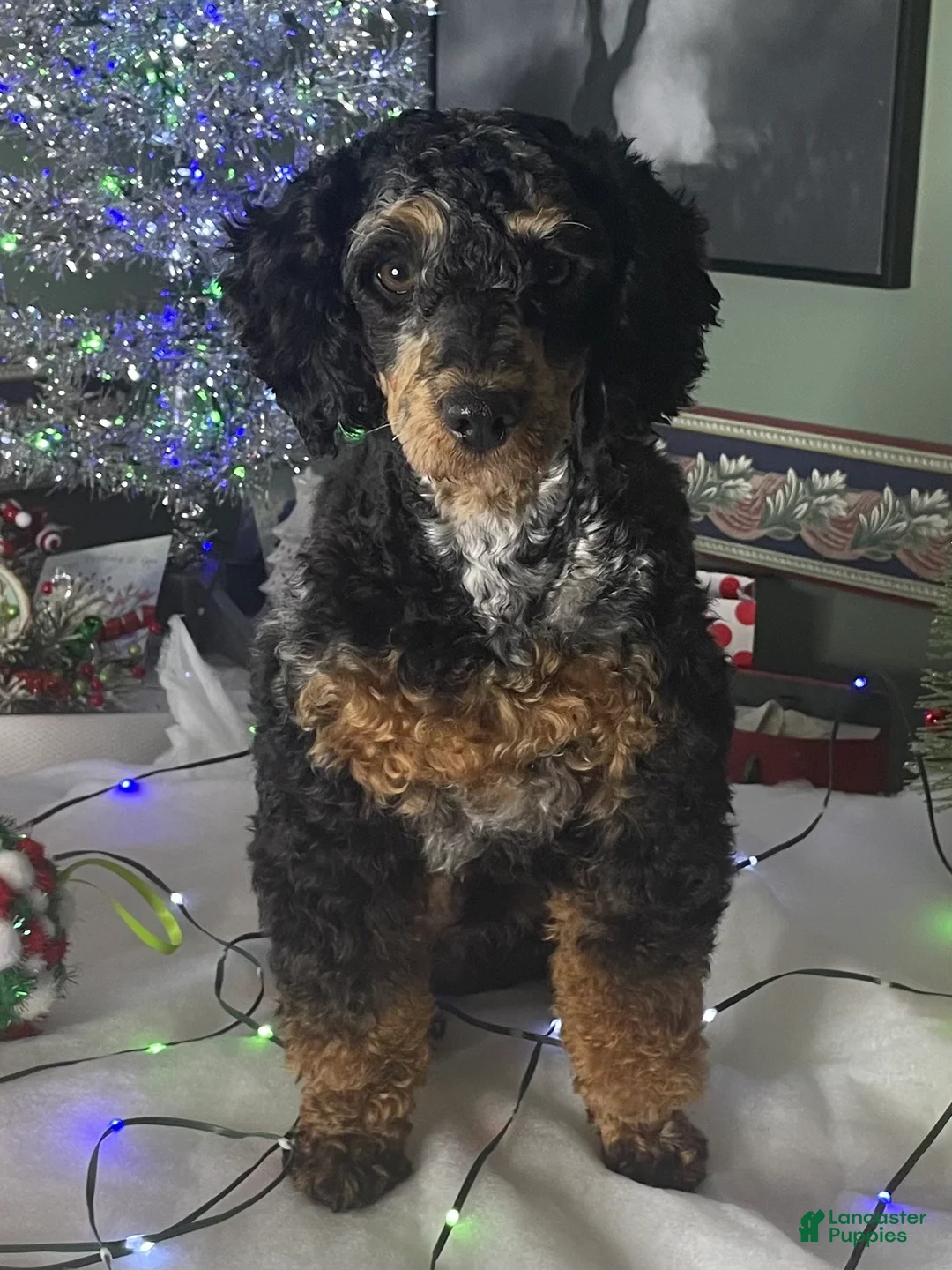 Miniature Poodle dogs for stud: Wolfie - Ad 1