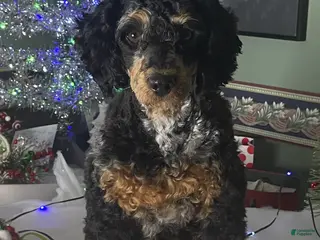 Miniature Poodle dogs Wolfie - Ad 1