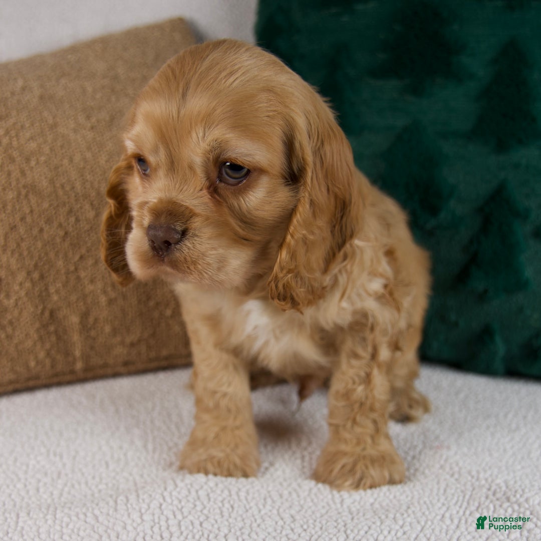Cocker Spaniel dogs for sale: Roscoe - Ad 9