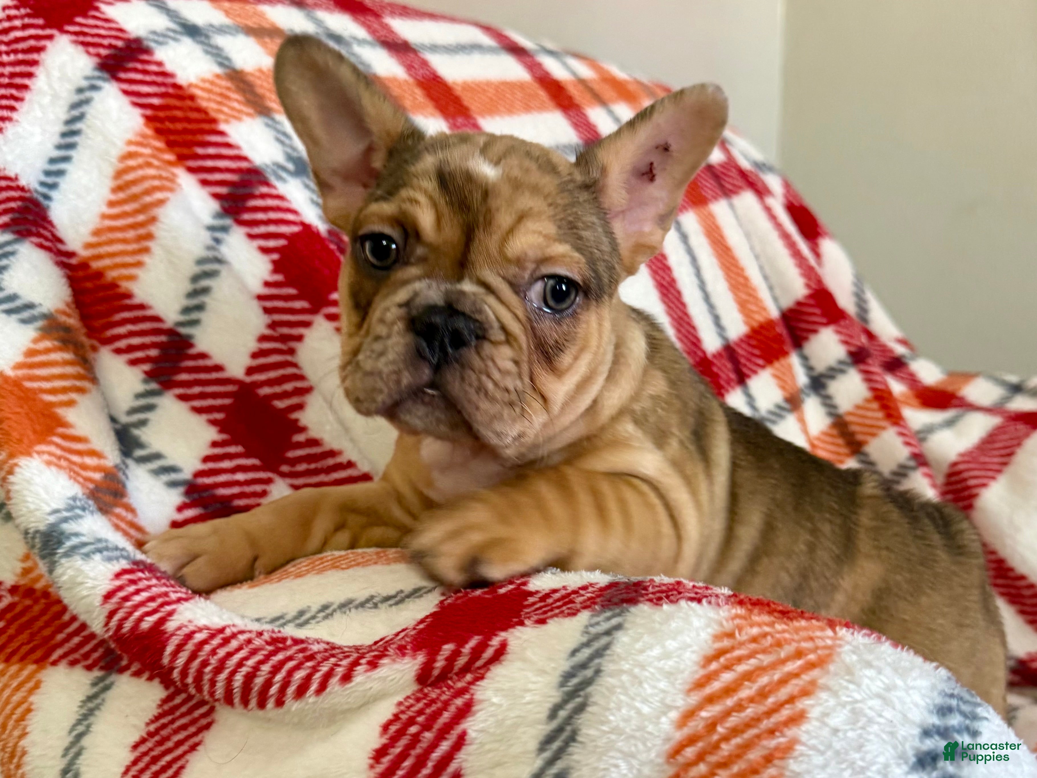French Bulldog dogs Fawn Merle (Richard) - Ad 7