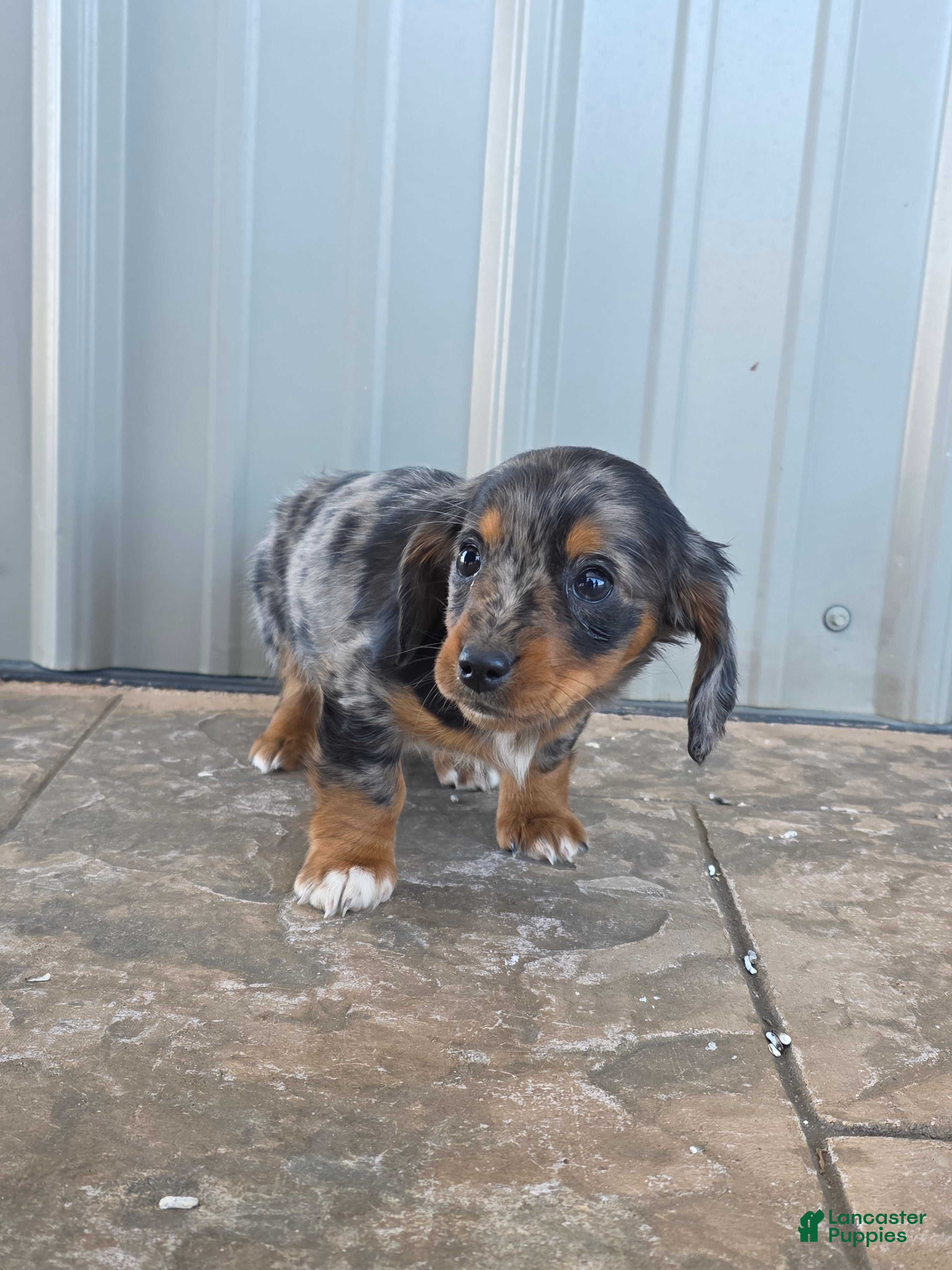 Miniature Dachshund dogs for sale: Maple - Ad 3