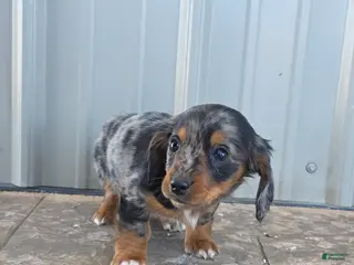 Miniature Dachshund dogs for sale: Maple - Ad 3