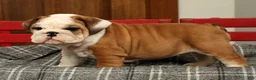 English Bulldog dogs for sale: Maxx - Ad 7