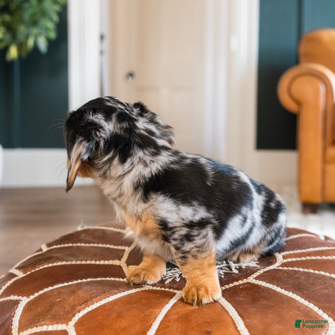 Dachshund dogs for sale: Dash - CHRISTMAS PUPPY! - Ad 23