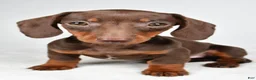 Dachshund dogs for sale: Callie - Ad 9