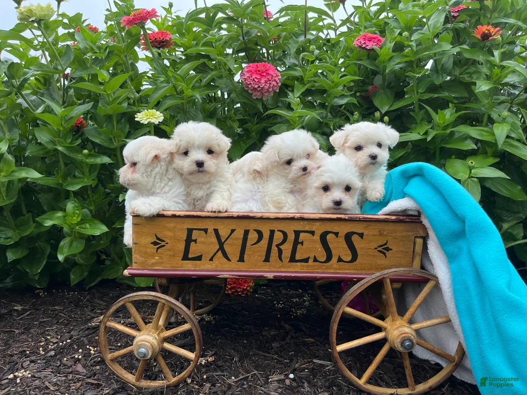 Maltese dogs for sale: Tasha ❤️AKC Genetic Tested 5/6lb Parents🐾Text or call - Ad 2
