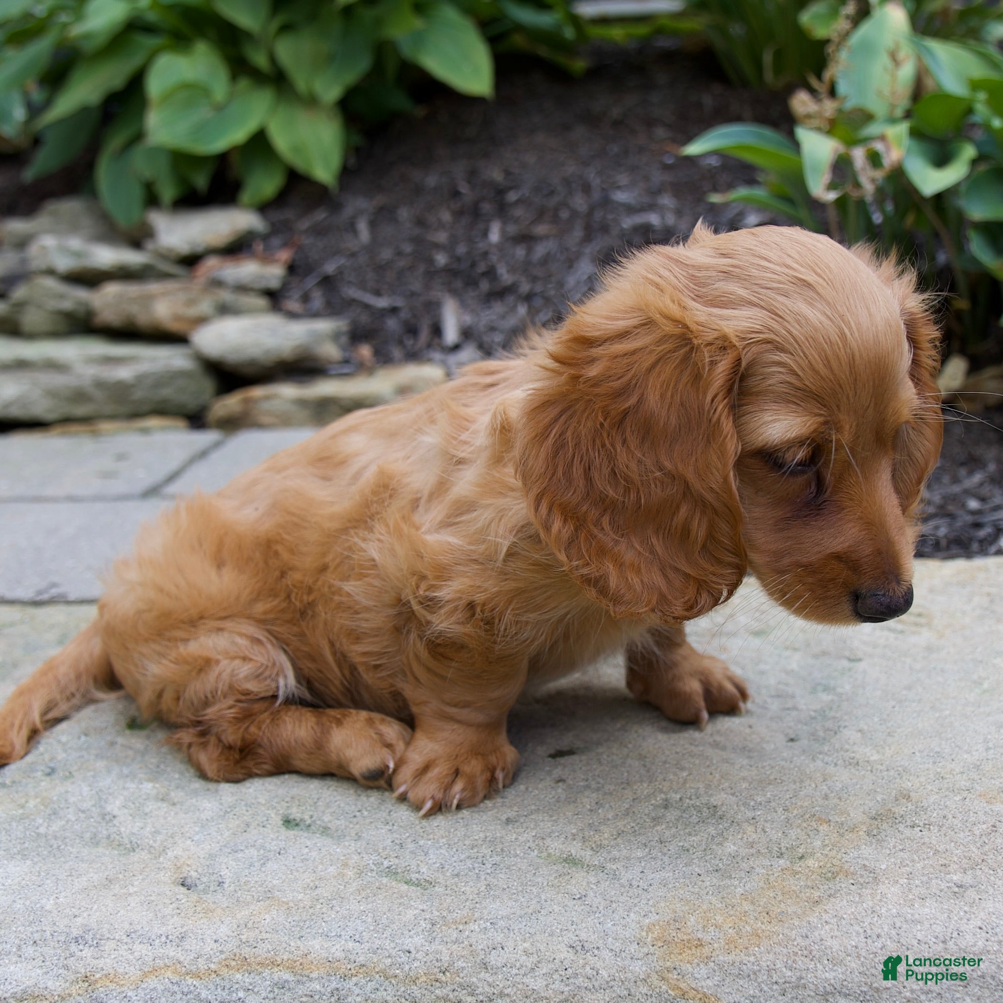 Miniature Dachshund dogs Milly - Ad 2