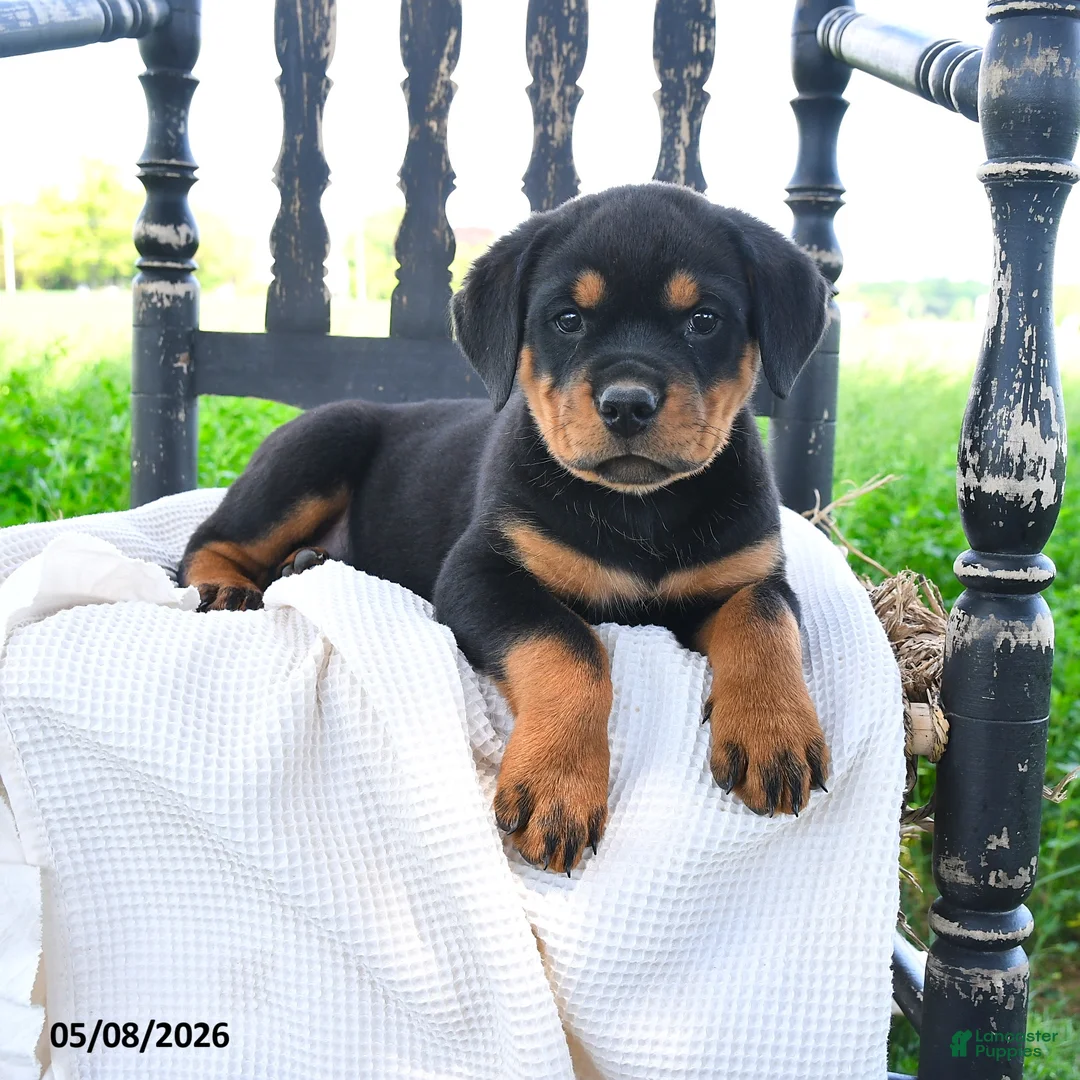 Rottweiler dogs for sale: Reaver - Ad 2