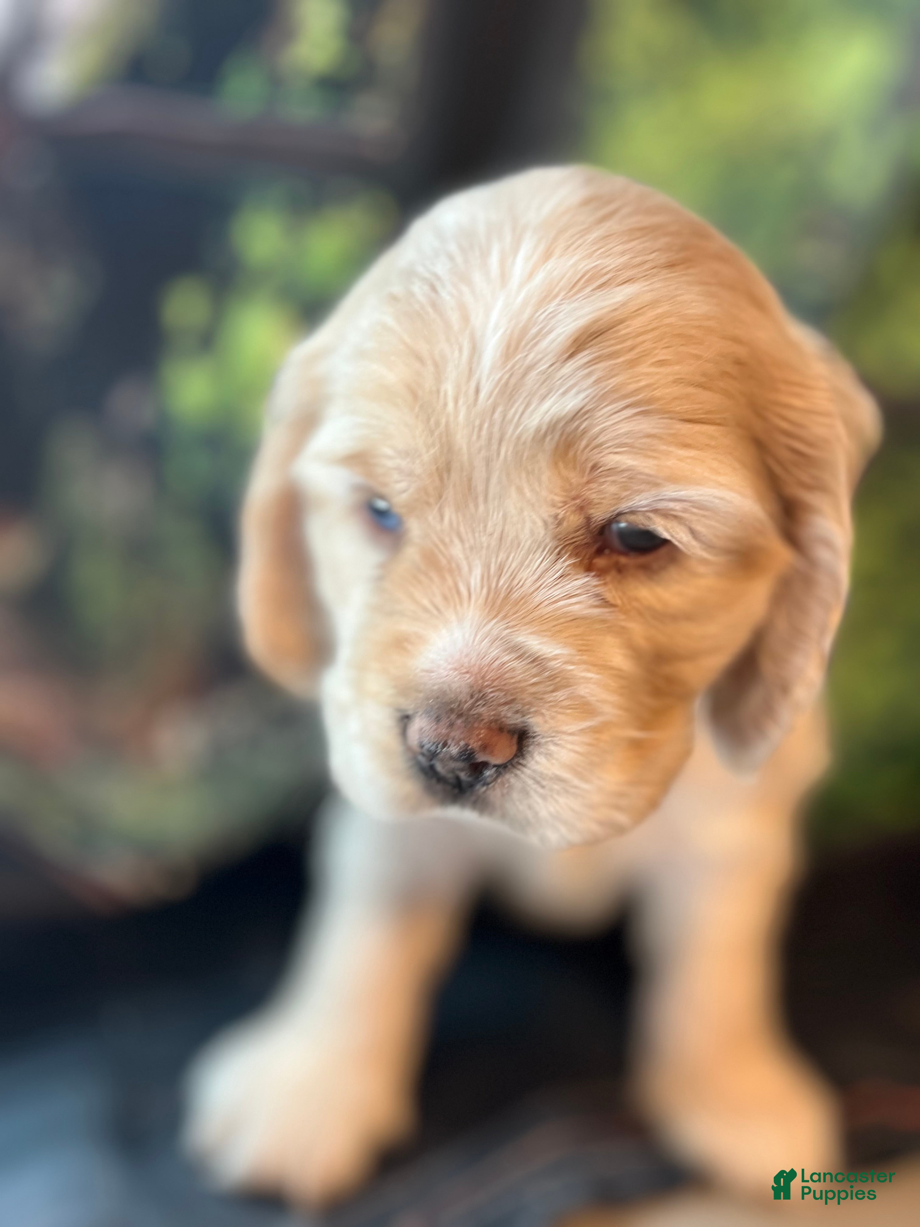 Cocker Spaniel dogs Cocker Spaniel Puppy 2 Laz - Ad 2