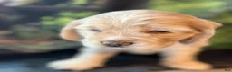 Cocker Spaniel dogs for sale: Cocker Spaniel Puppy 2 Laz - Ad 2