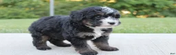 Mini Bernedoodle dogs for sale: Bess - Ad 3