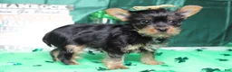 Yorkshire Terrier dogs for sale: Juliana - Ad 5