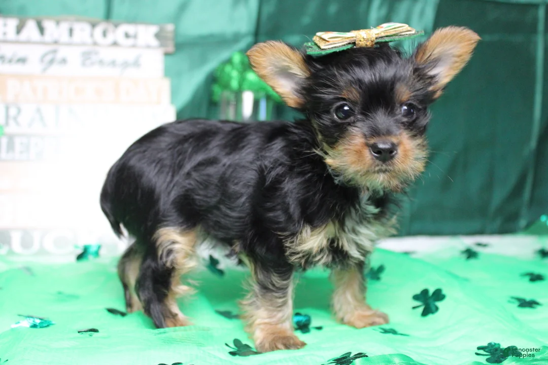 Yorkshire Terrier dogs for sale: Juliana - Ad 5