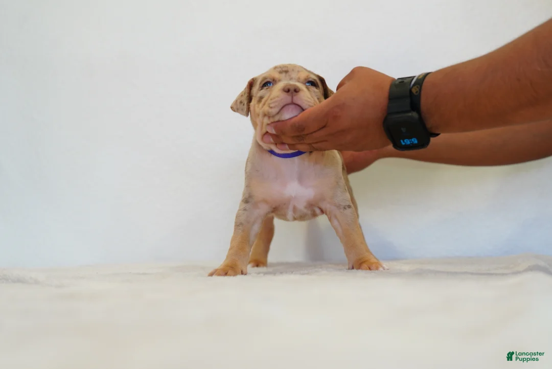American Bully dogs for sale: American Bully 3 - Ad 1