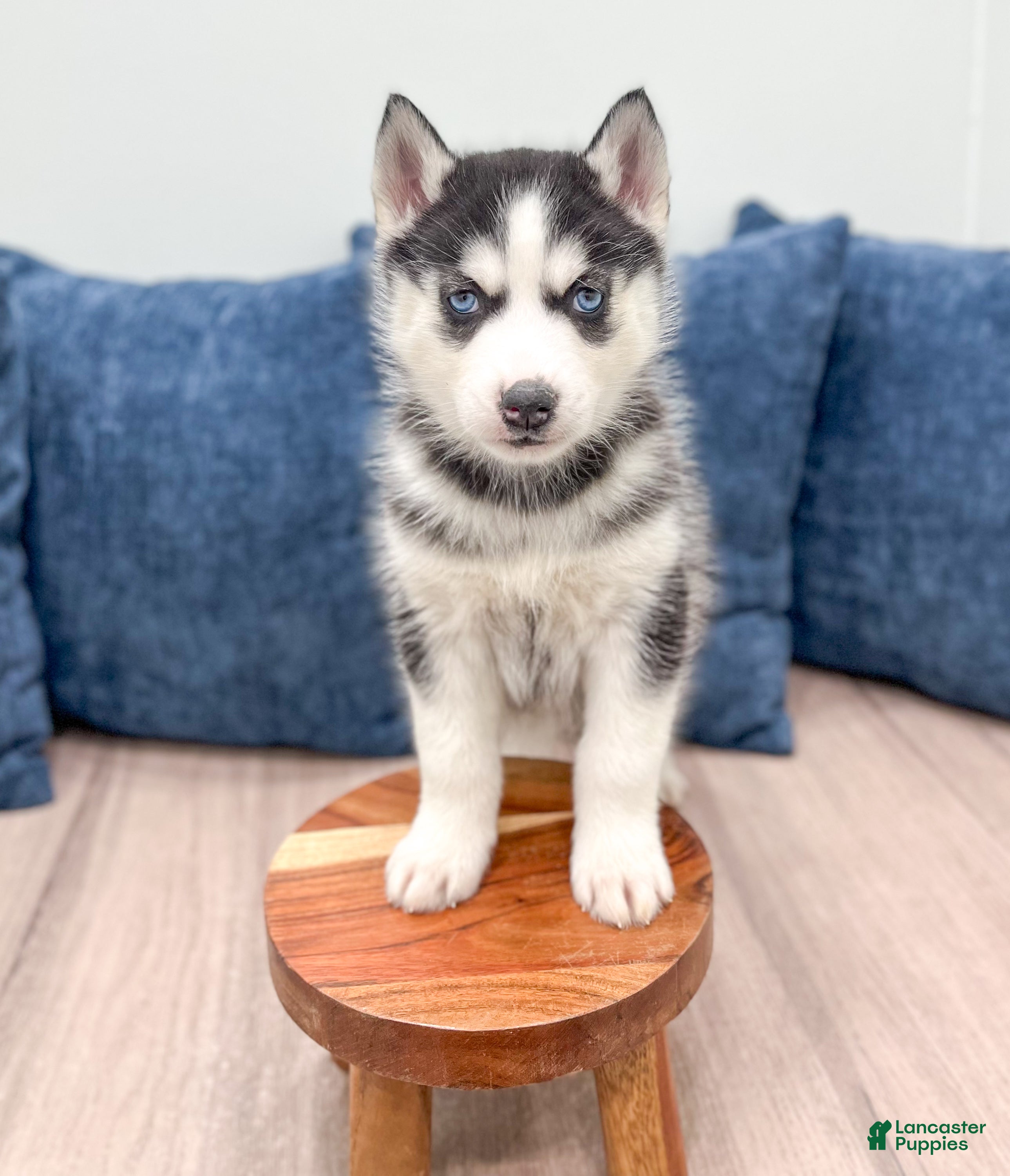Siberian Husky dogs Kenya - Ad 2