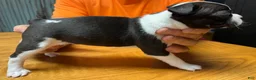 Boston Terrier dogs for sale: Boston Terrier 2 - Tillie Mae - Ad 3