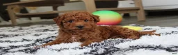 Bichpoo dogs for sale: Jonny - Ad 10