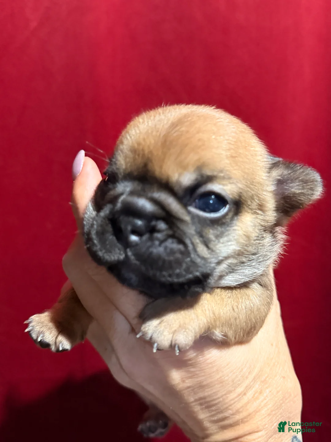 French Bulldog dogs for sale: French Bulldog Puppy 3 - Ad 14