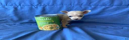 Chihuahua dogs for sale: Fletcher - Ad 3