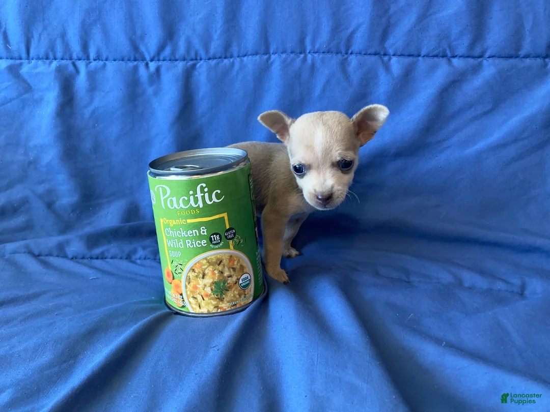 Chihuahua dogs for sale: Fletcher - Ad 3