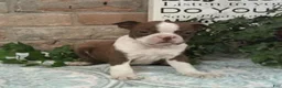 Boston Terrier dogs for sale: Cypress - Ad 3