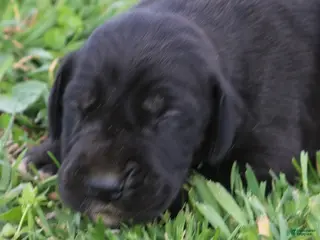 Great Dane dogs Moose - Ad 2