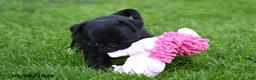 Pug dogs for sale: Trooper - Ad 5