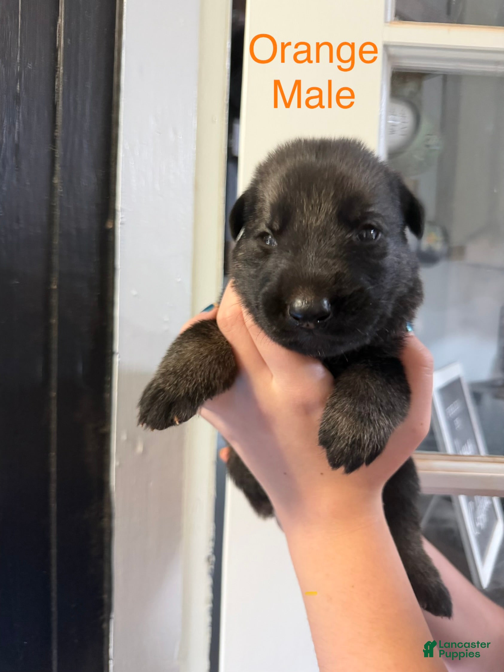 German Shepherd dogs German Shepherd Orange Collar - Ad 2
