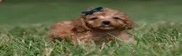Maltipoo dogs for sale: Pudding F1 - Ad 6