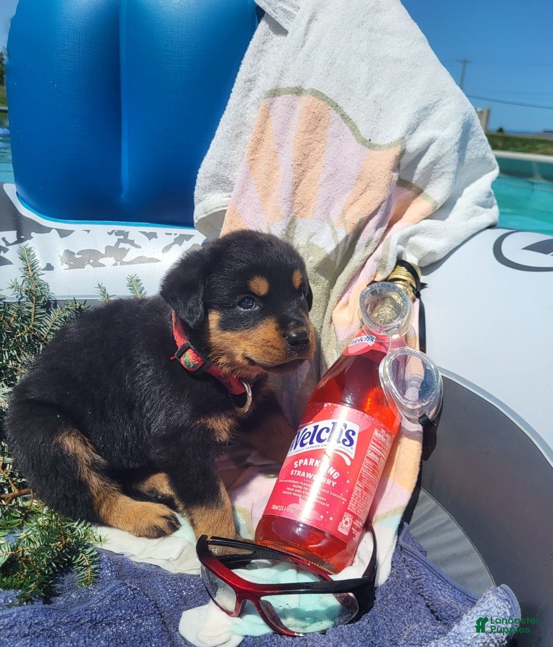 Rottweiler dogs Ego - Ad 2