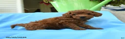 Toy Poodle dogs for sale: Freddy - Ad 3