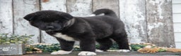Akita dogs for sale: Andrea - Ad 2