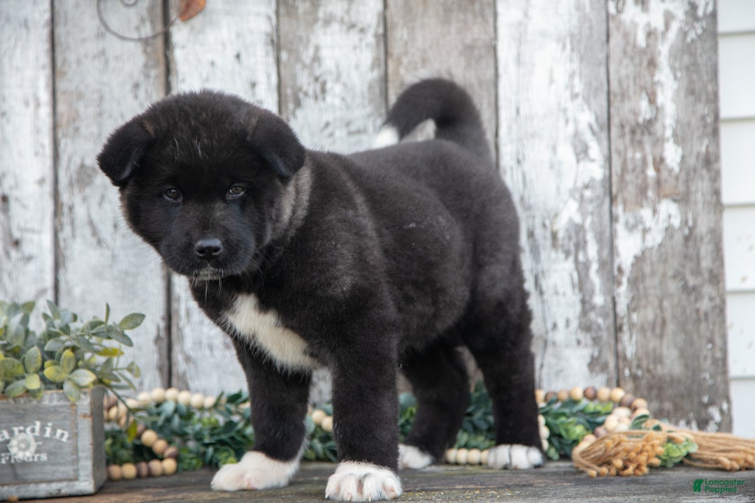 Akita dogs for sale: Andrea - Ad 2