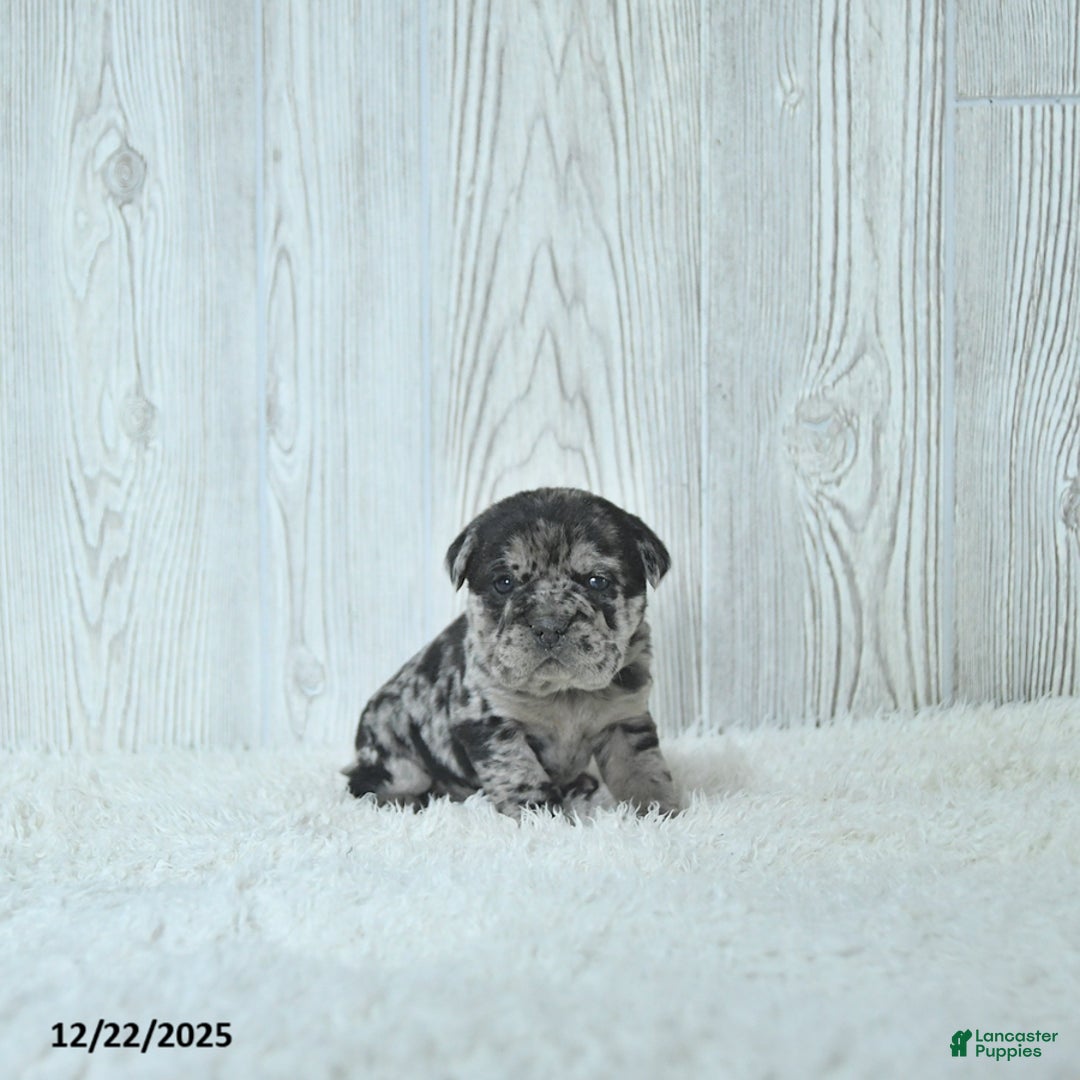 Mini Hippo dogs for sale: Gemma - Ad 2