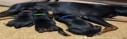 Doberman Pinscher dogs for sale: Pink Collar Dobie - Ad 3