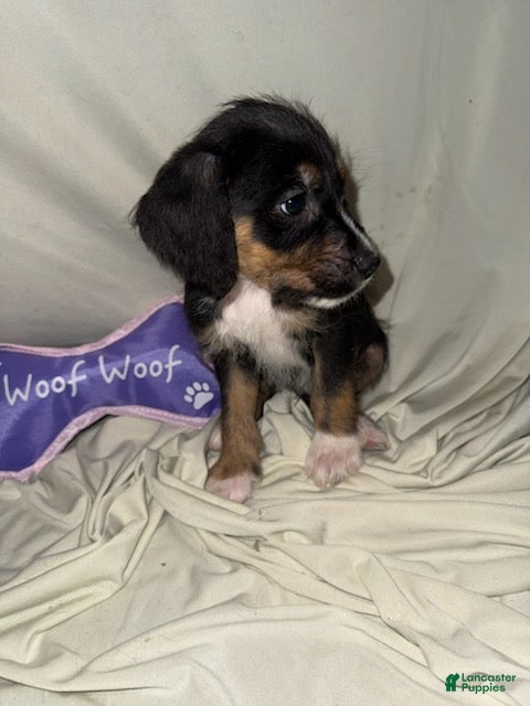 Mixed Breed dogs Boy 4 - Ad 18