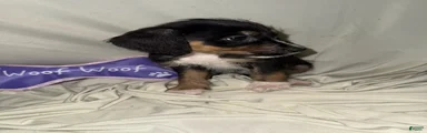 Boy 4
