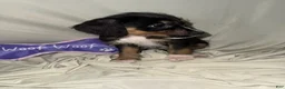 Mixed Breed dogs for sale: Boy 4 - Ad 1