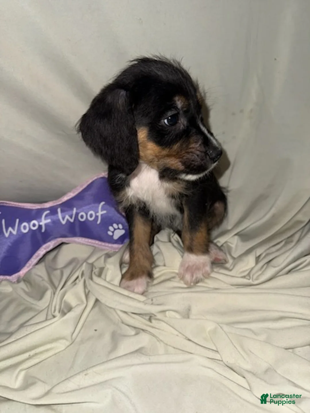 Mixed Breed dogs for sale: Boy 4 - Ad 1