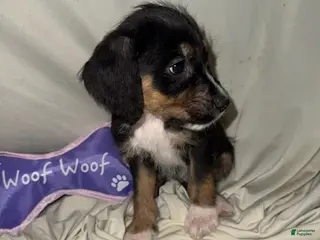 Mixed Breed dogs Boy 4 - Ad 33