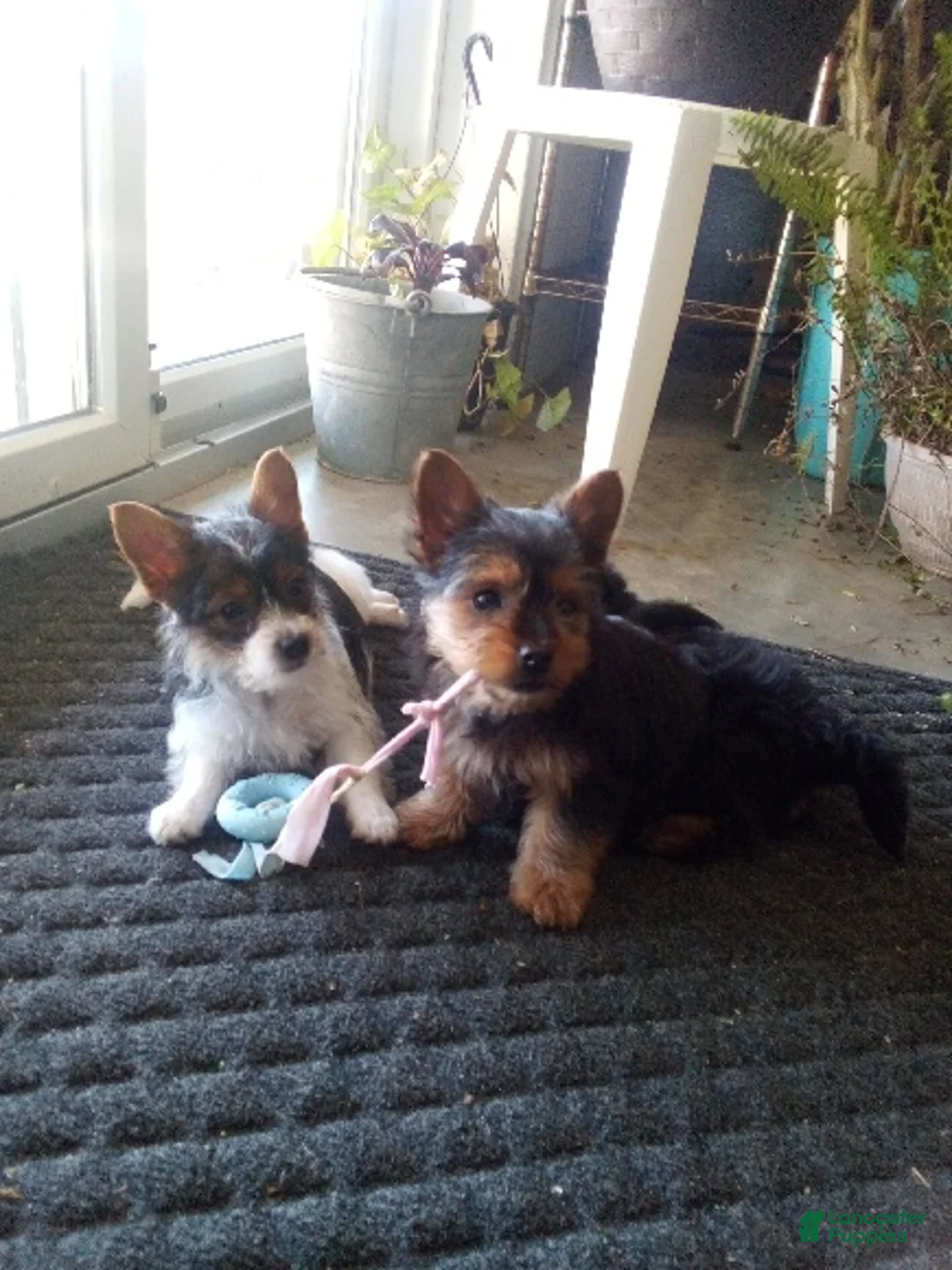 Yorkiepoo dogs for sale: Banjo - Ad 11