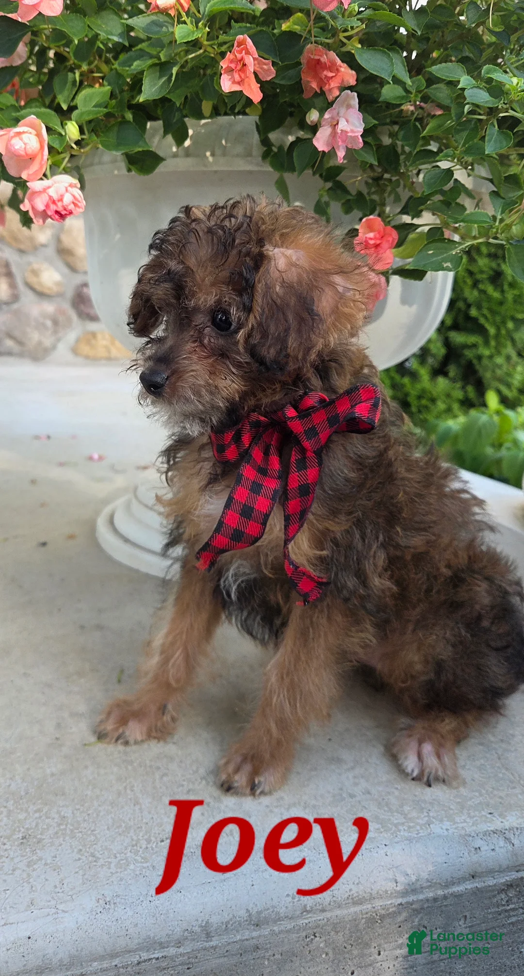 Yorkiepoo dogs for sale: Joey - Ad 1